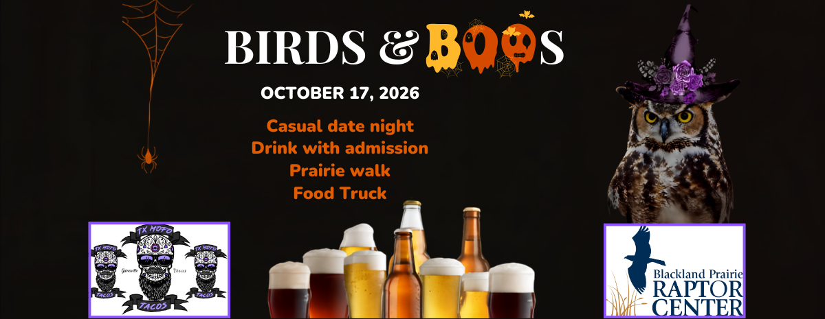 Birds And Boos